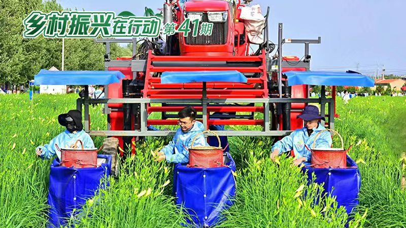 乡村振兴在行动丨塞北小黄花 田间“致富花”