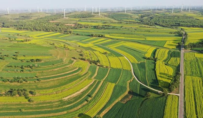 【“飞阅”中国】山西朔州：油菜花开引客来