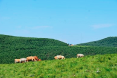 沁源县花坡草原入选国家首批“红色草原”